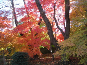 もみじの紅葉