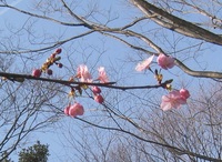 20150211 河津桜花.jpg