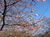 柿田川　河津桜