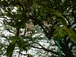 北公園さくらの花