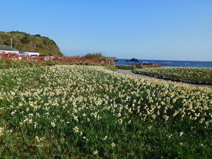 下田　水仙・アロエの花