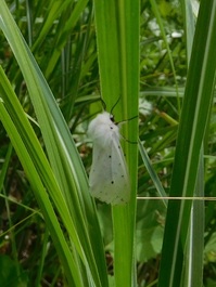 20170605箱根湯坂路シロヒトリ（蛾）1.jpg