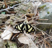 20170610乾徳山キンモンガ.JPG