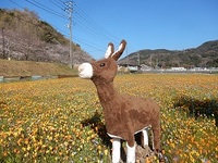 松崎町の花畑