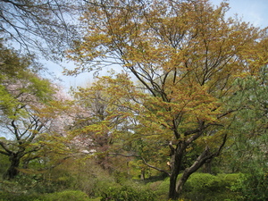 カエデの芽吹きと花.JPG