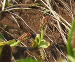 　オオバヤシャブシ雌花１.jpg