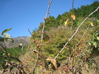 朝霧高原アブラチャン冬芽