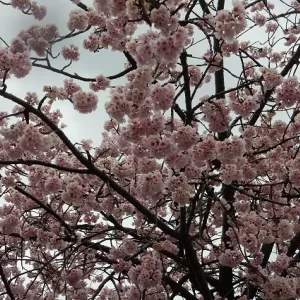 満開の桜のサムネイル