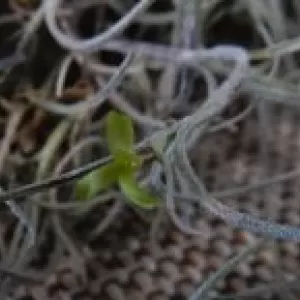 スパニッシュモスの花（チランジア　ウスネオイデス）のサムネイル