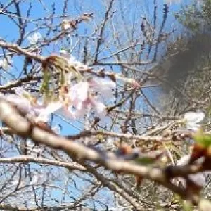 秋の桜・・・コスモスではありません！のサムネイル