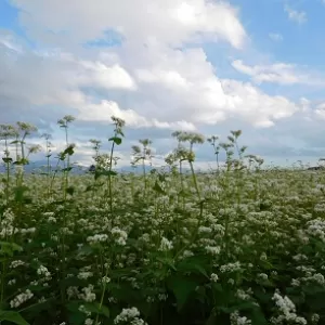 ソバの花のサムネイル